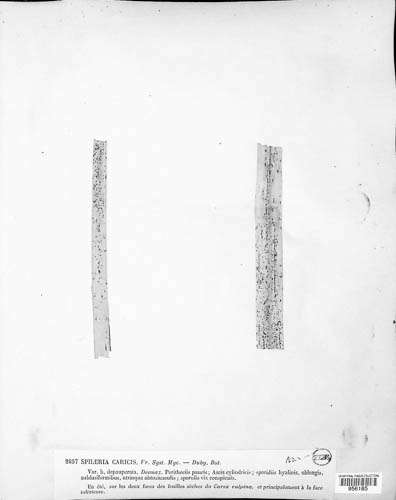Phyllachora caricis var. caricis image